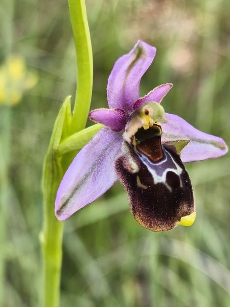 Ophrys fuciflora subsp. souchei  - Richard Fay