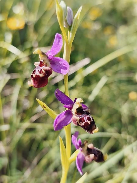 Ophrys fuciflora subsp. souchei  - Richard Fay