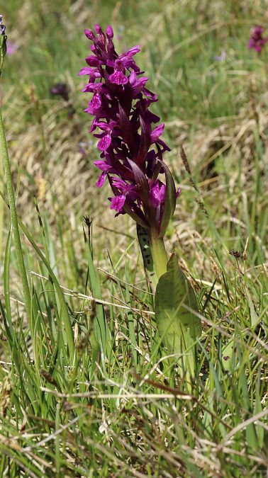 Dactylorhiza alpestris  - Gerard Guillouard
