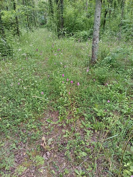 Anacamptis pyramidalis  - Tiziano Fiorenza (FVG)