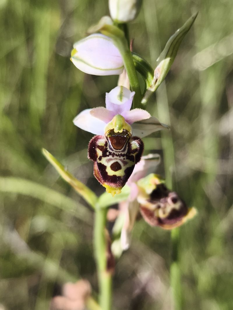 Ophrys santonica  - Richard Fay