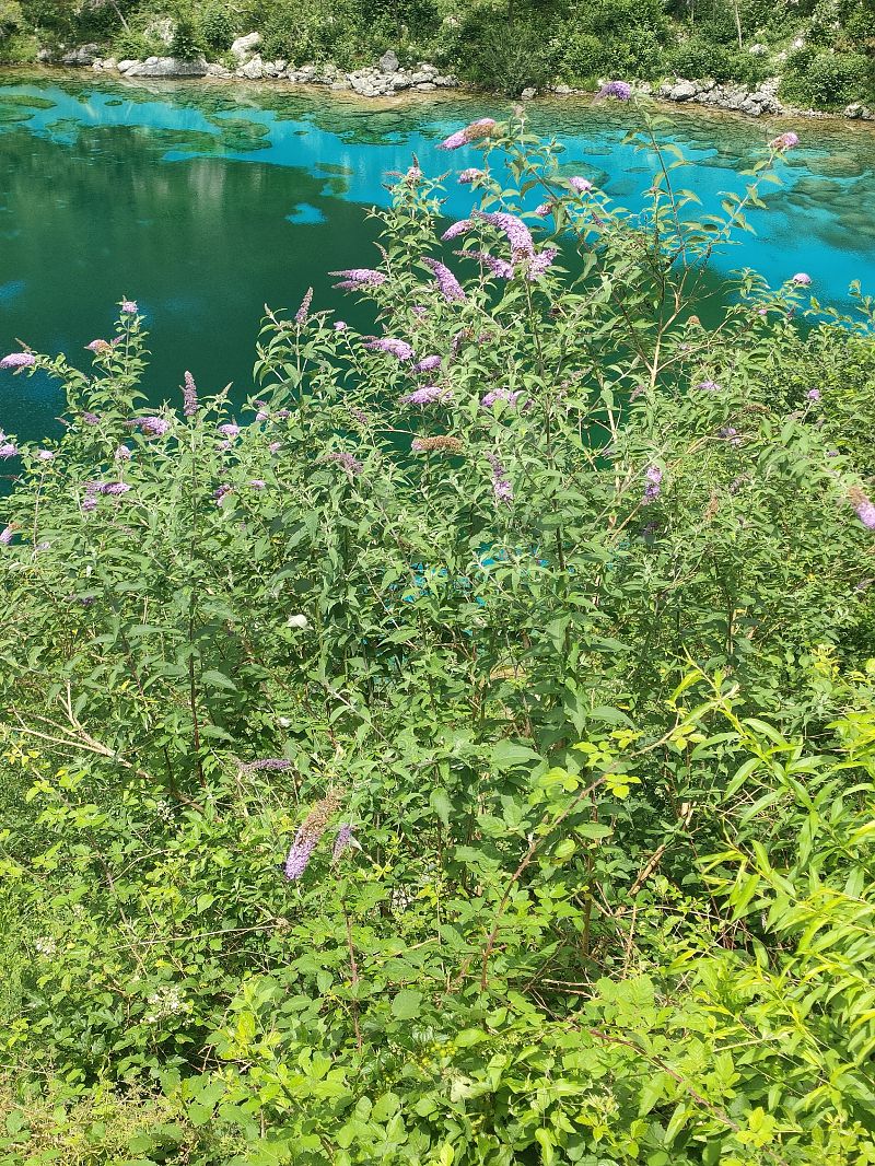 Buddleja davidii  - Chiara Canesin (FVG)