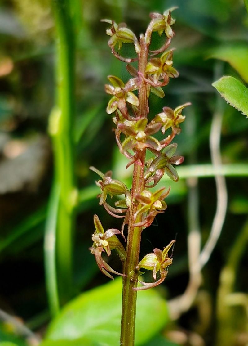 Neottia cordata  - Laurent Bignon