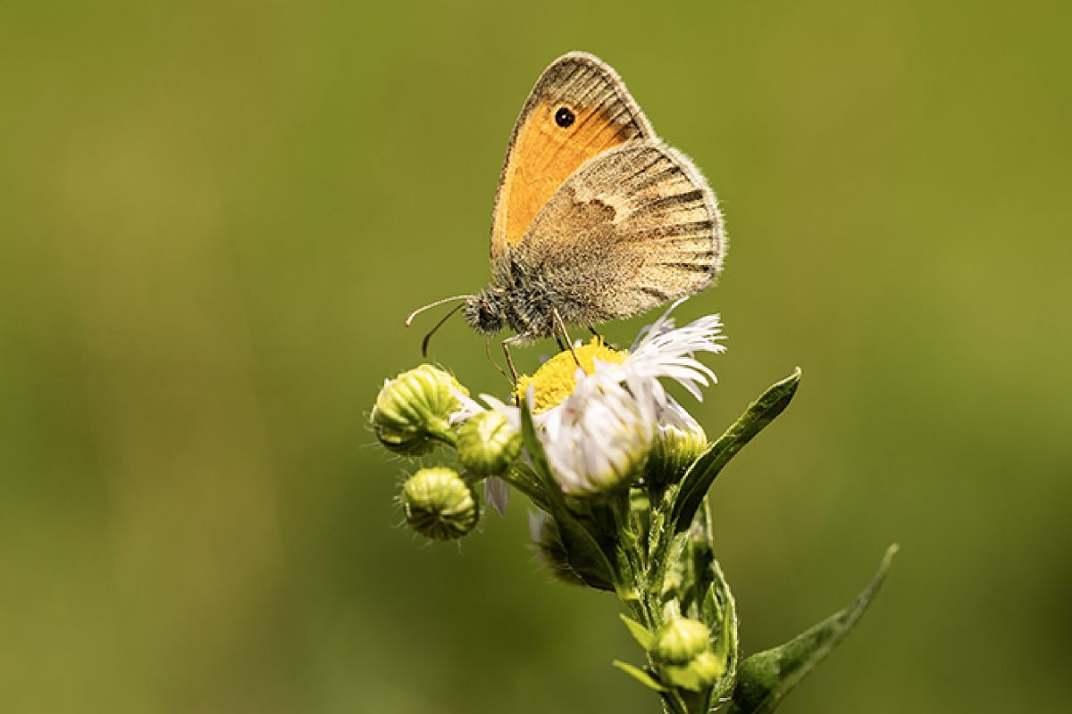Coenonympha pamphilus  - Paola Bressan