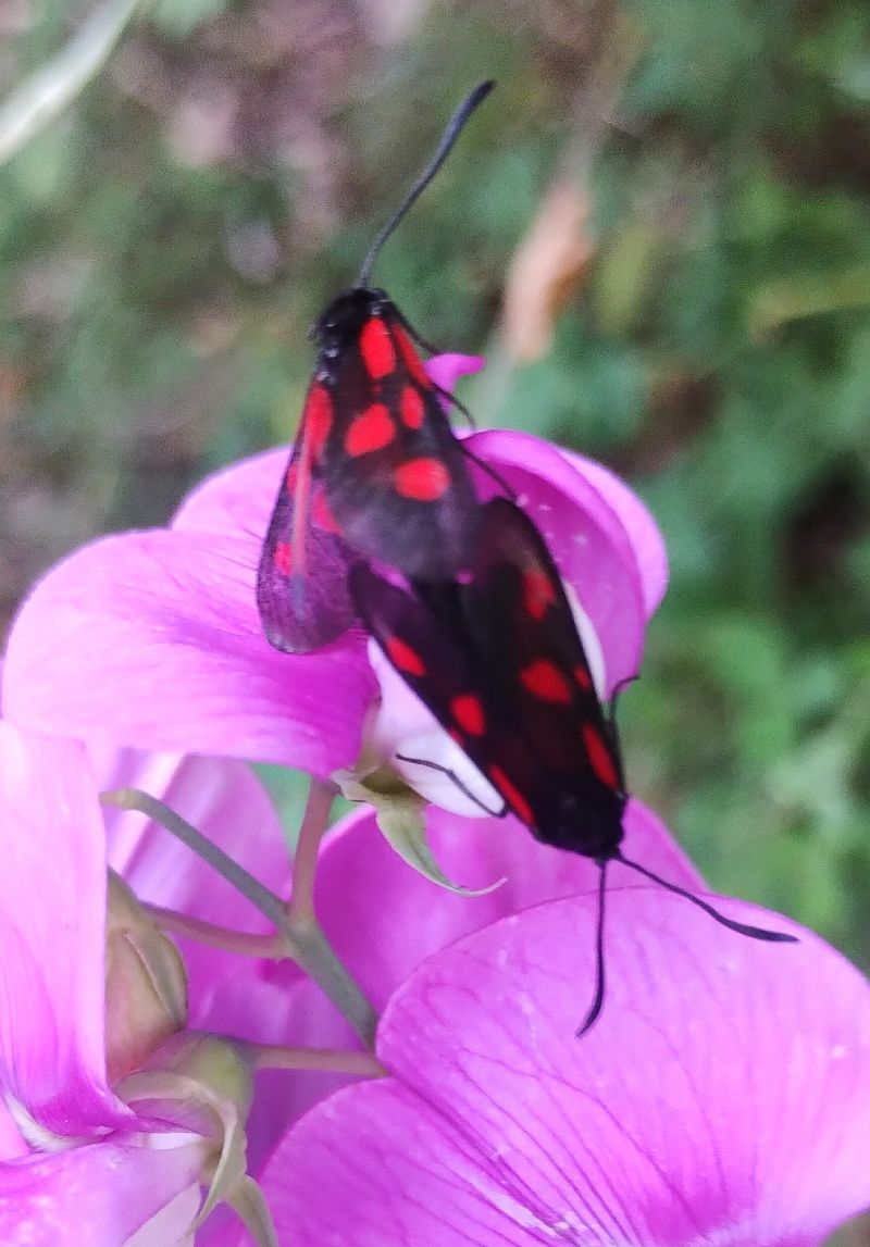 Zygaena romeo  - Marco Cortemiglia