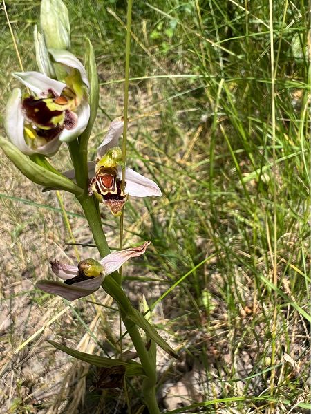 Ophrys apifera var. curviflora  - Olivier Chevillon