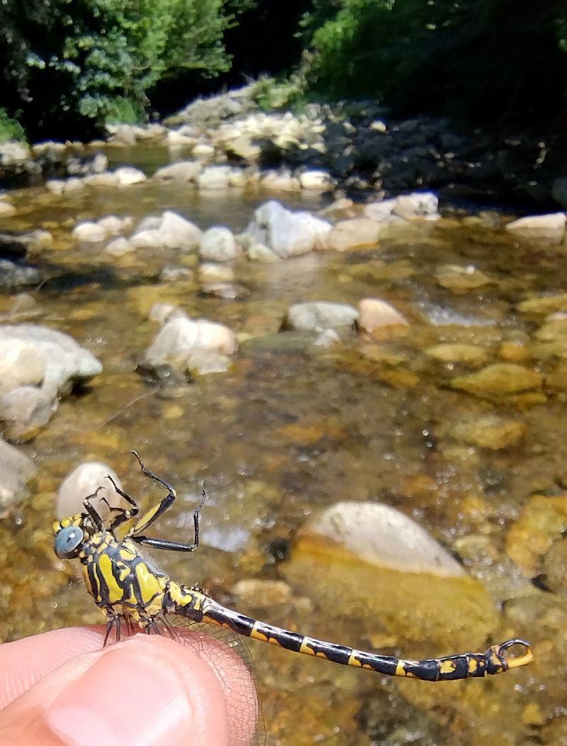 Onychogomphus uncatus  - Battisti Andrea
