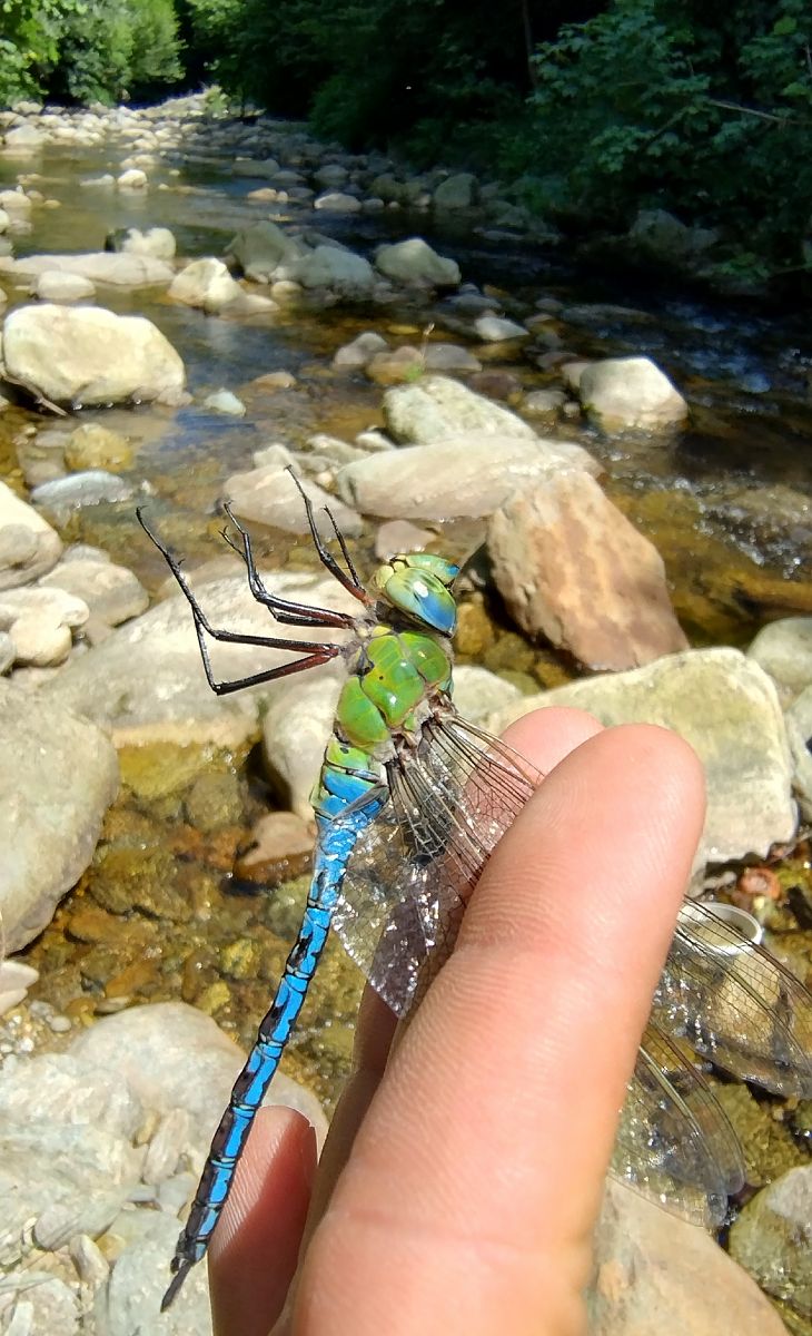 Anax imperator  - Battisti Andrea