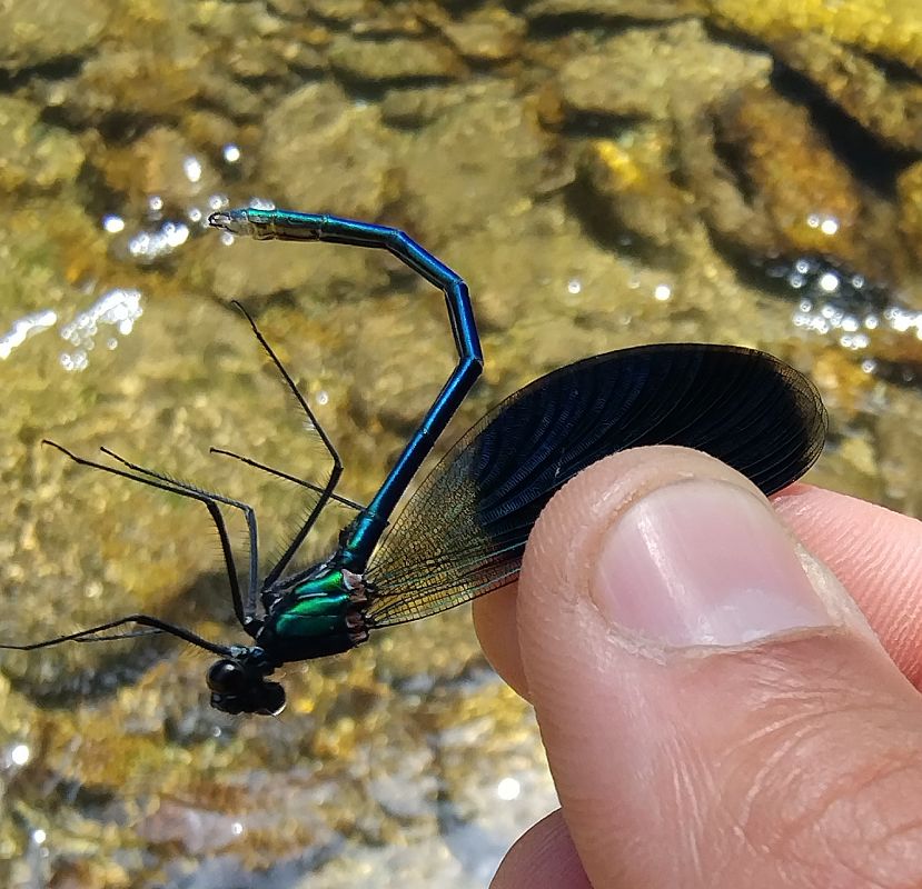Calopteryx splendens  - Battisti Andrea