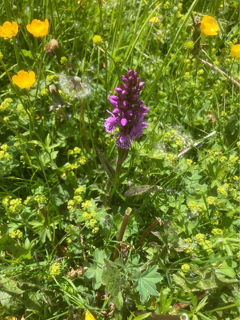 Dactylorhiza traunsteineri  - Cécile Soudry You