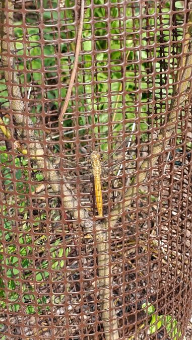 Orthetrum brunneum  - Andrea Galimberti