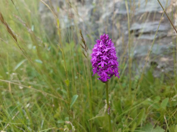 Anacamptis pyramidalis  - Giulio Piras