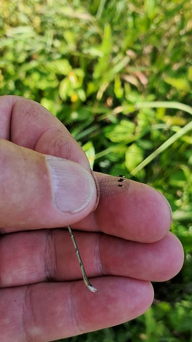Lestes barbarus  - Roberto Fabbri