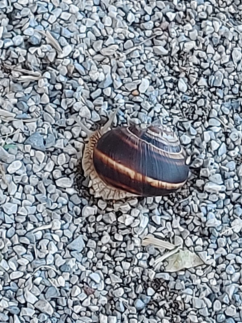 Helix lucorum  - Lorenzo Lanzani