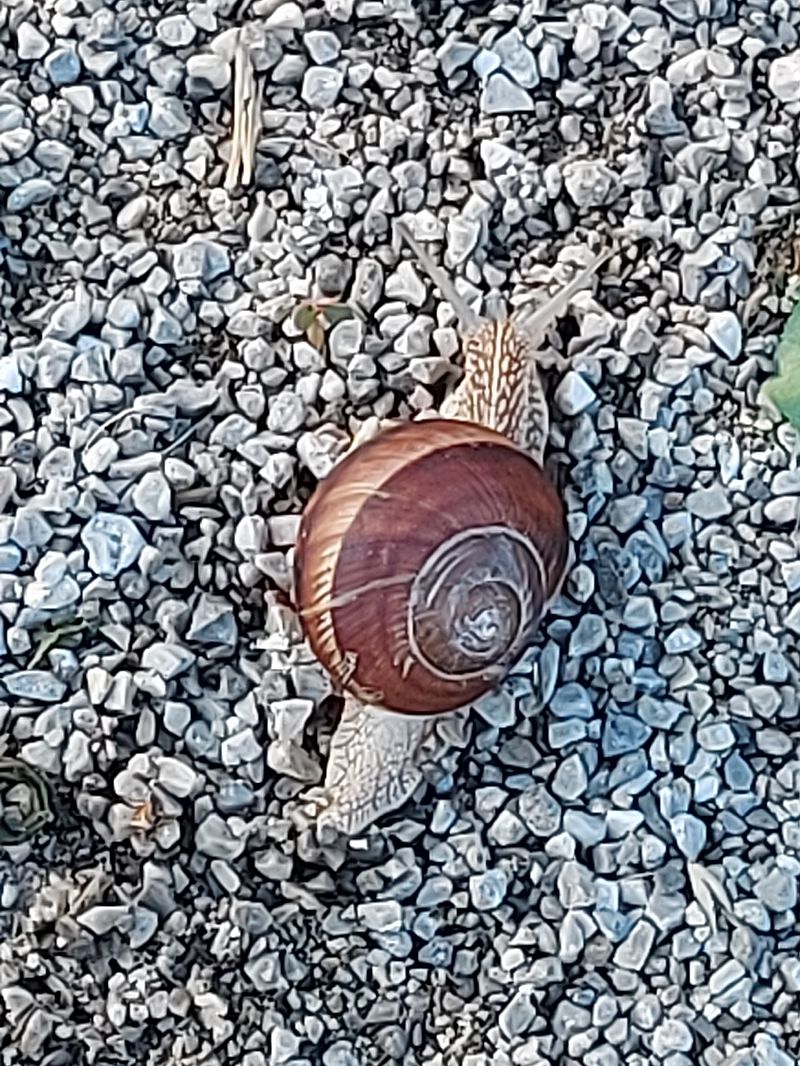 Helix lucorum  - Lorenzo Lanzani