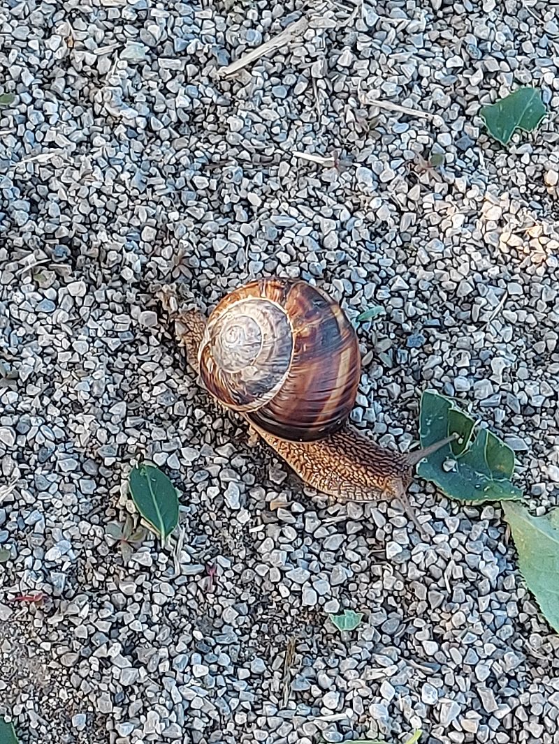 Helix lucorum  - Lorenzo Lanzani