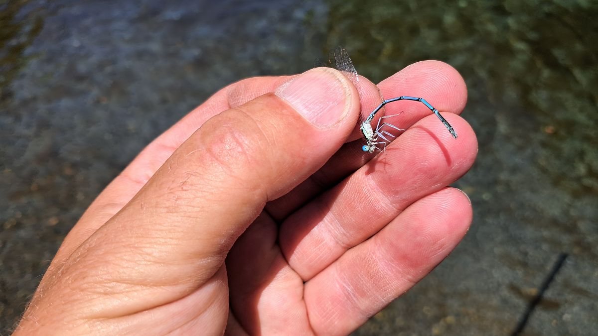 Platycnemis pennipes  - Roberto Fabbri