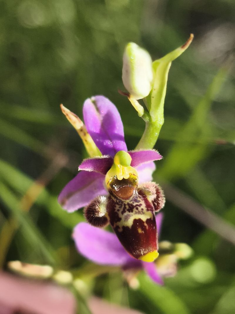 Ophrys santonica  - Richard Fay