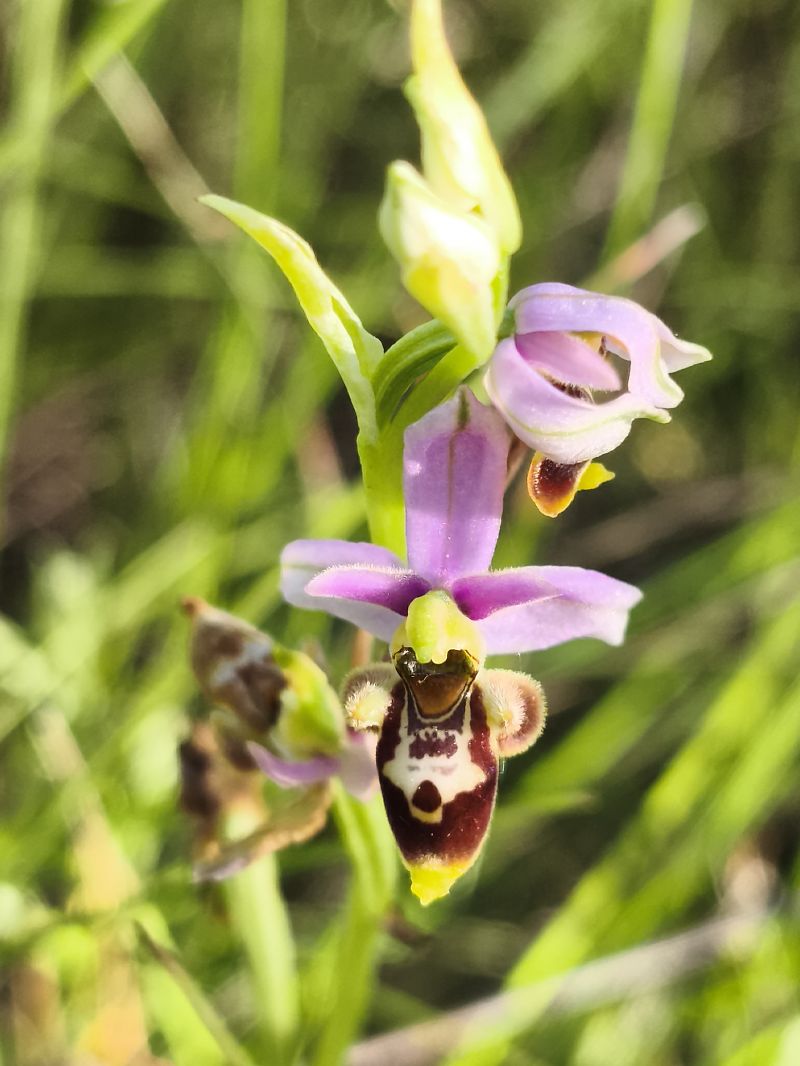 Ophrys santonica  - Richard Fay