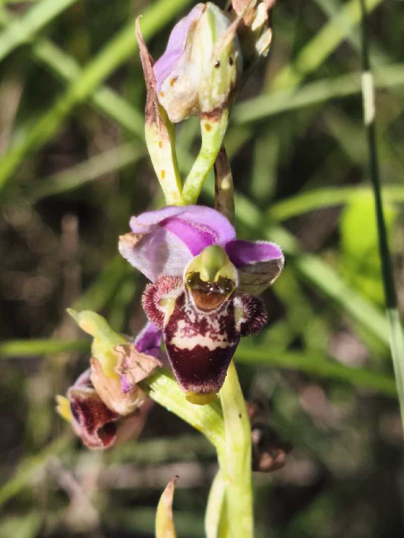 Ophrys santonica  - Richard Fay