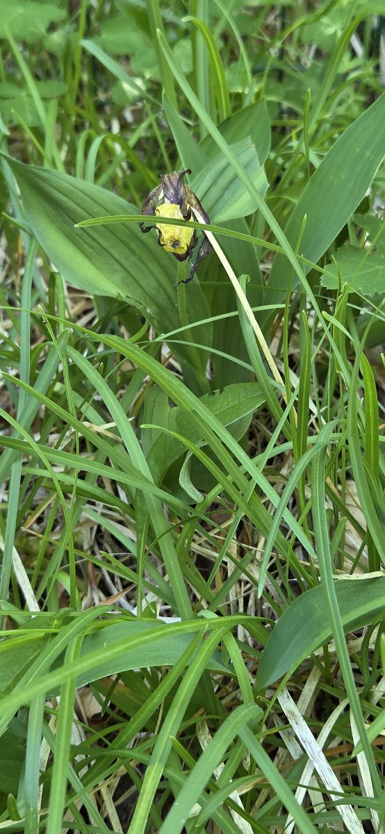 Cypripedium calceolus  - Jean Bastianelli