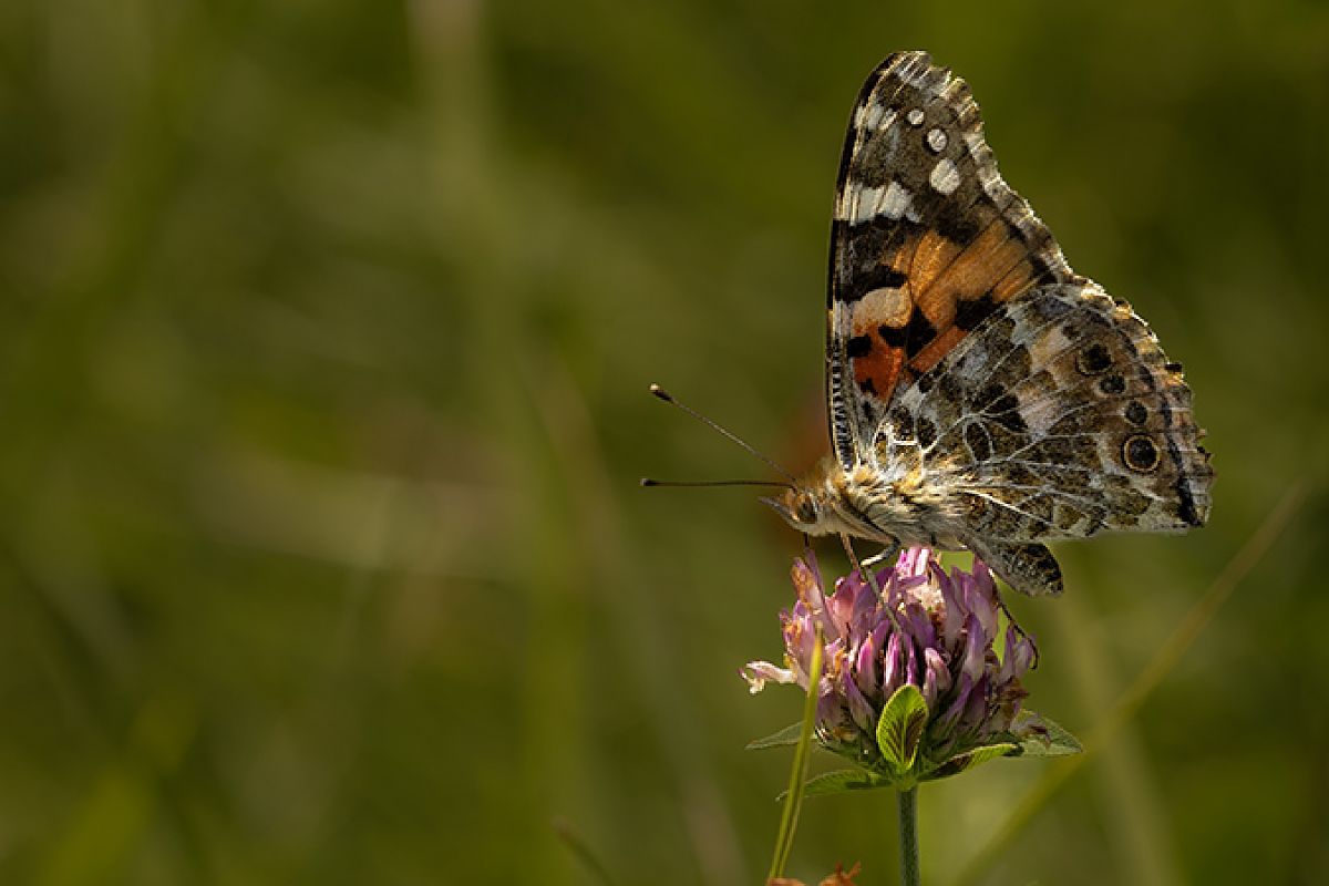 Vanessa cardui  - Paola Bressan