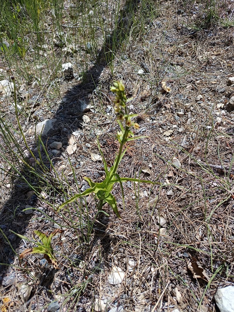 Epipactis muelleri  - Antoni Sunyer
