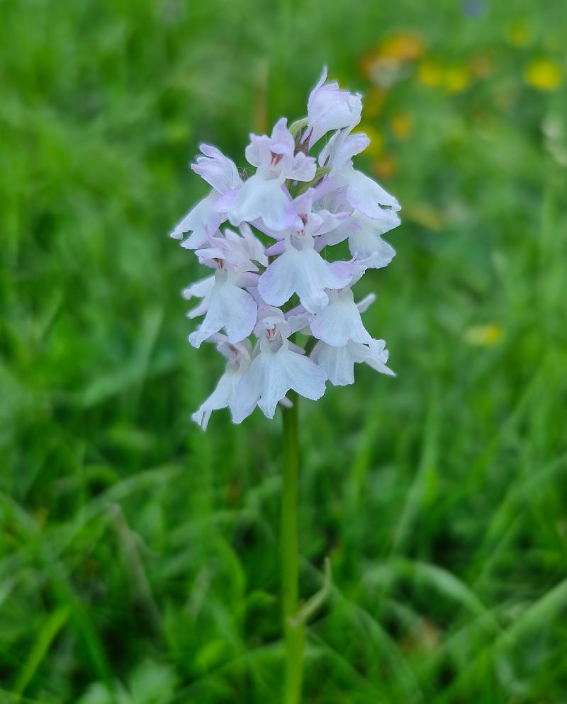 Dactylorhiza fuchsii  - Laurent Bignon