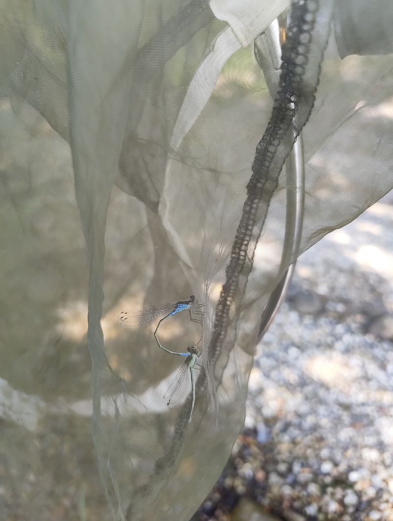 Erythromma viridulum  - Marco Cazzola