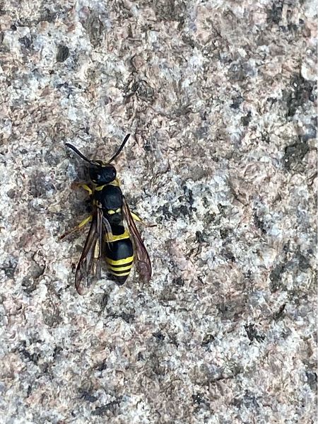 Ancistrocerus sp.  - Maria Rita Gelso