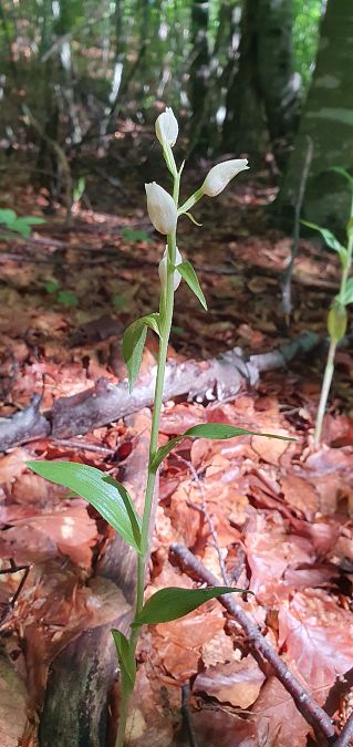 Cephalanthera longifolia 