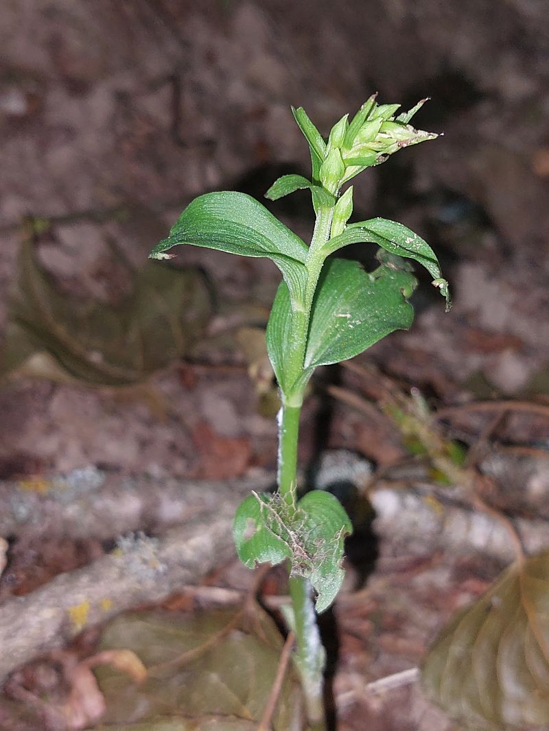 Epipactis fibri  - Bernard Sonnerat