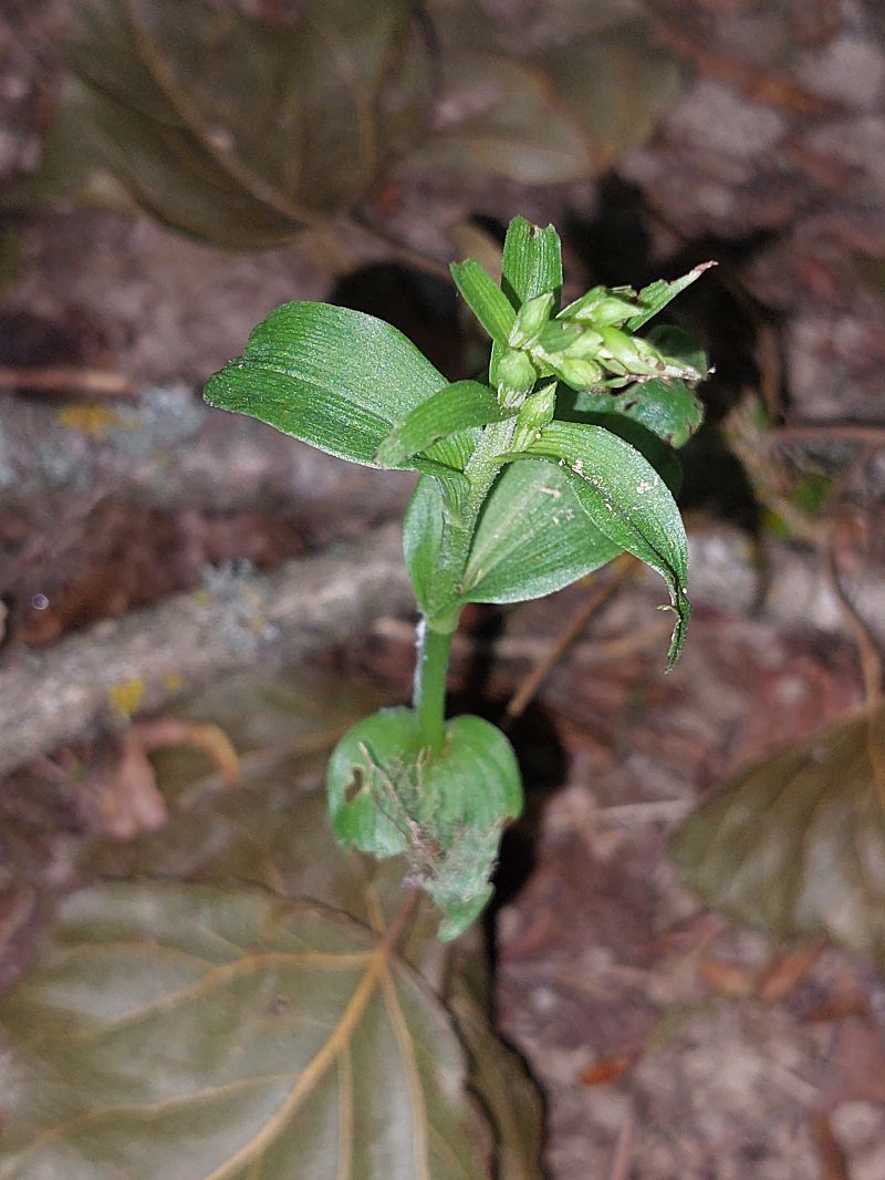 Epipactis fibri  - Bernard Sonnerat