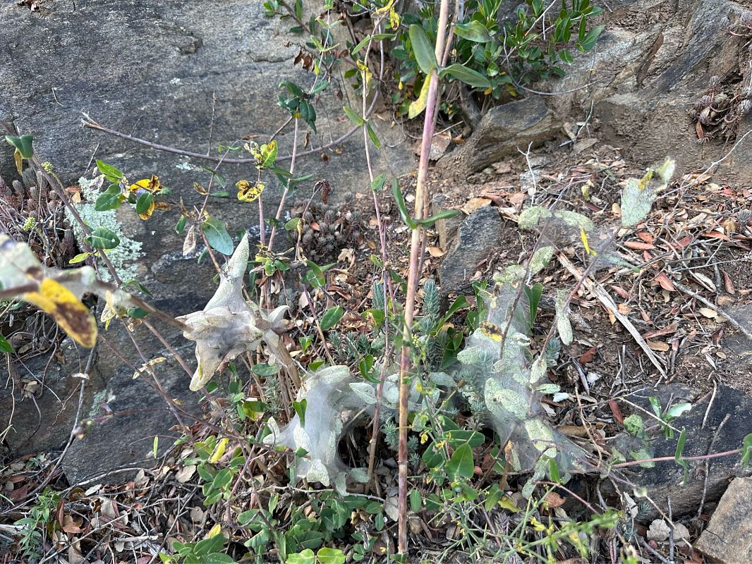 Brocat variable  - Rosa Matesanz