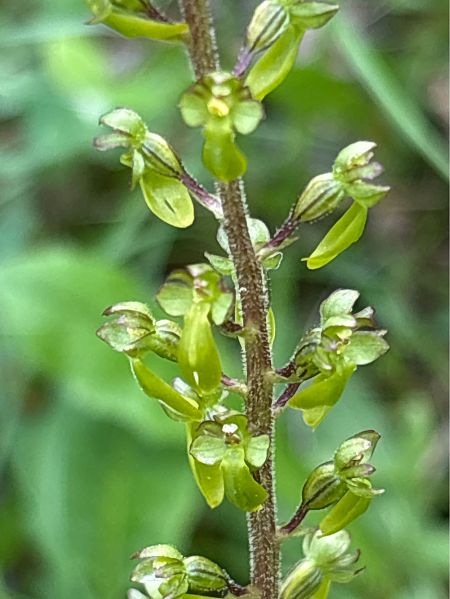 Neottia ovata  - Toni Aguilera