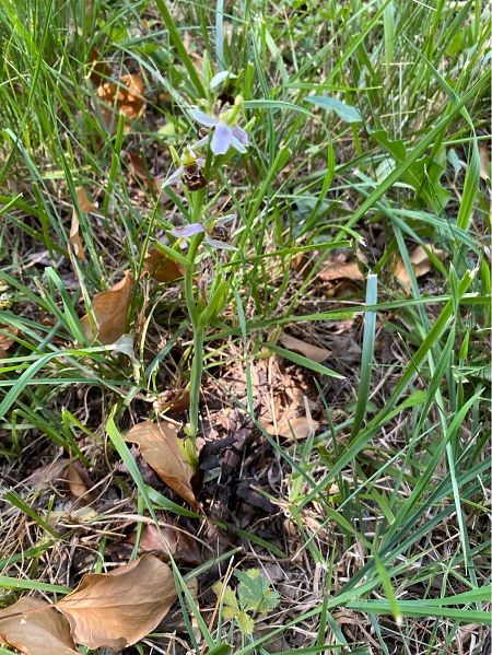 Ophrys apifera  - Alain Darmuzey