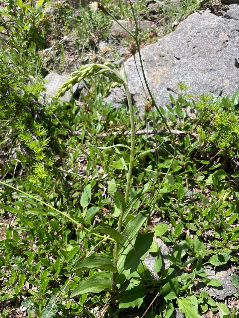 Epipactis helleborine  - Arthur Léonard