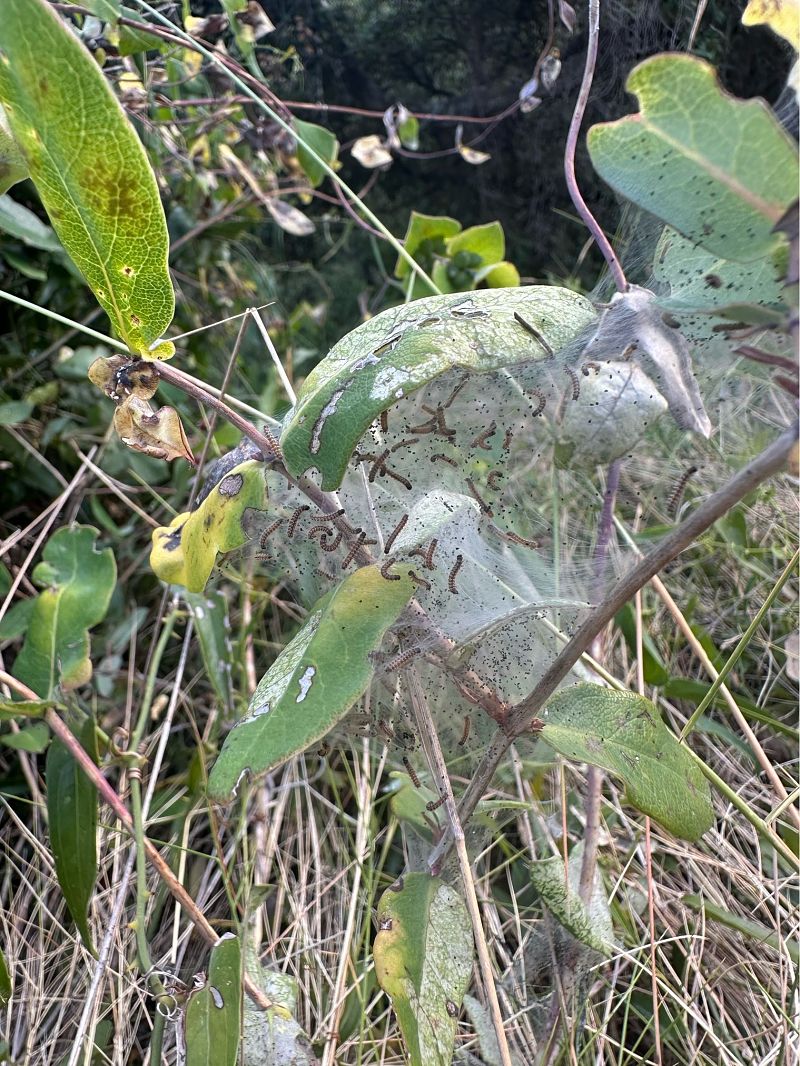 Brocat variable  - Rosa Matesanz