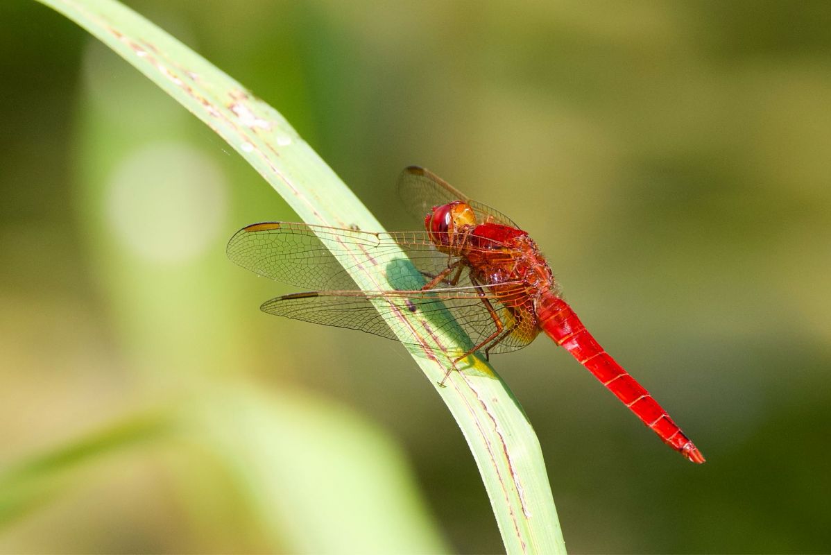 Crocothemis erythraea  - Andrea Galimberti