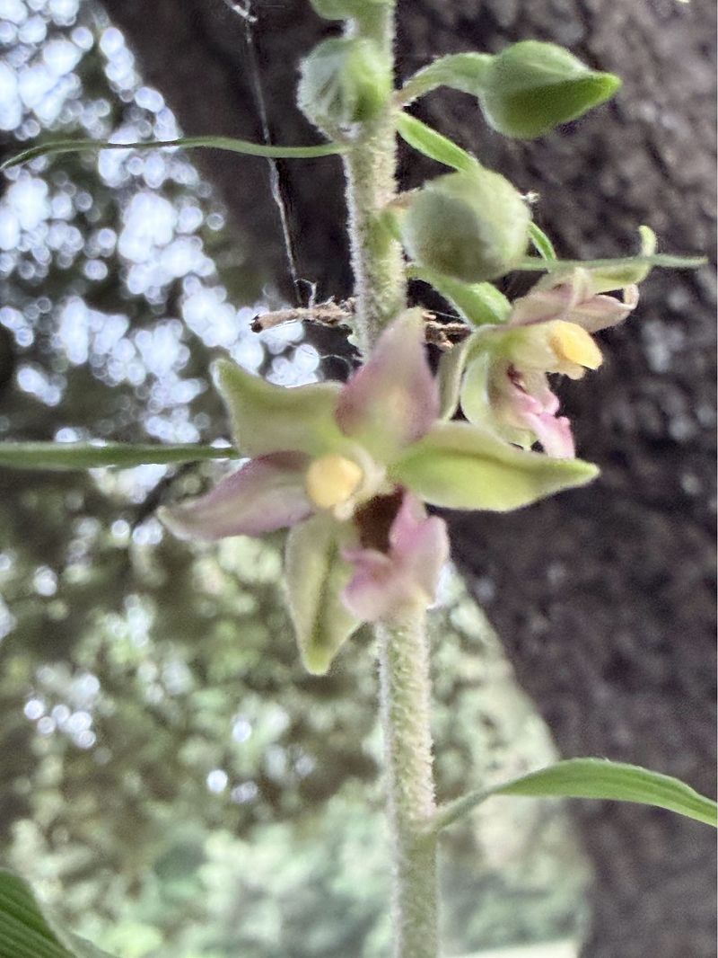 Epipactis helleborine  - David Vilasís Boix