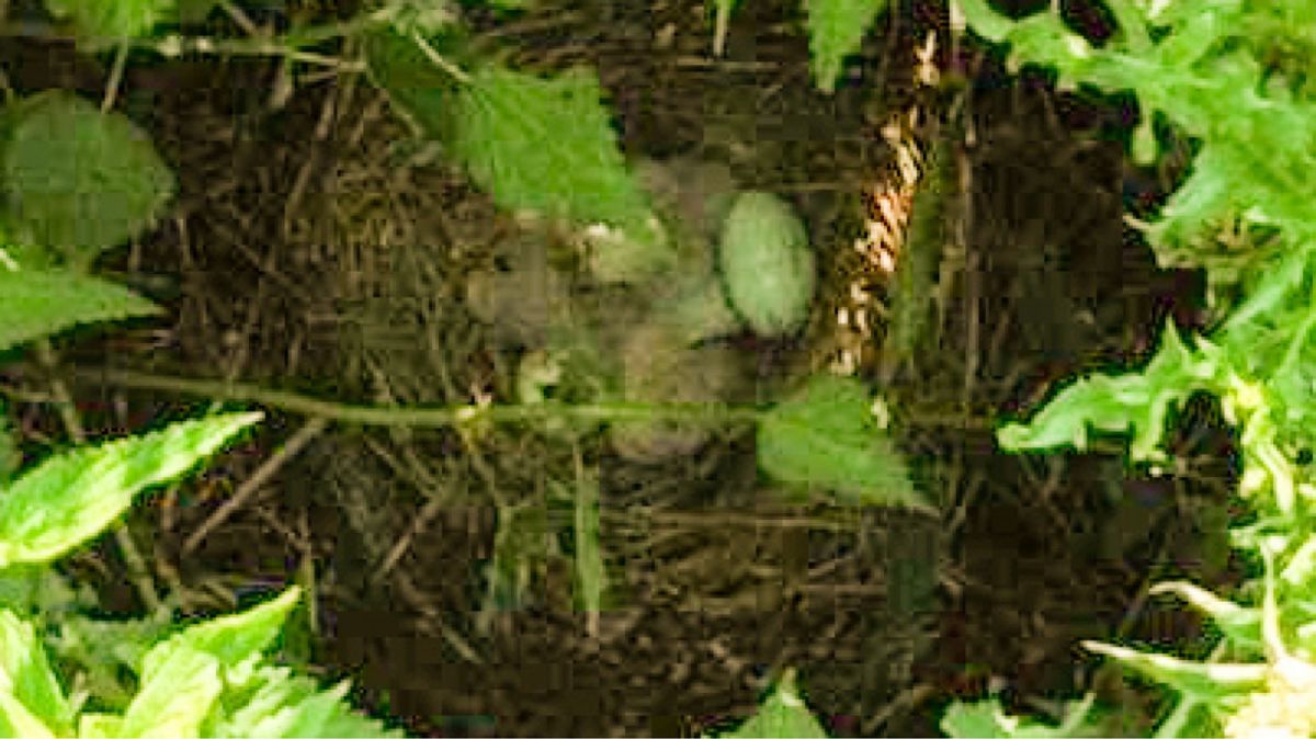 Wiesenweihe  - Marek Bebłot