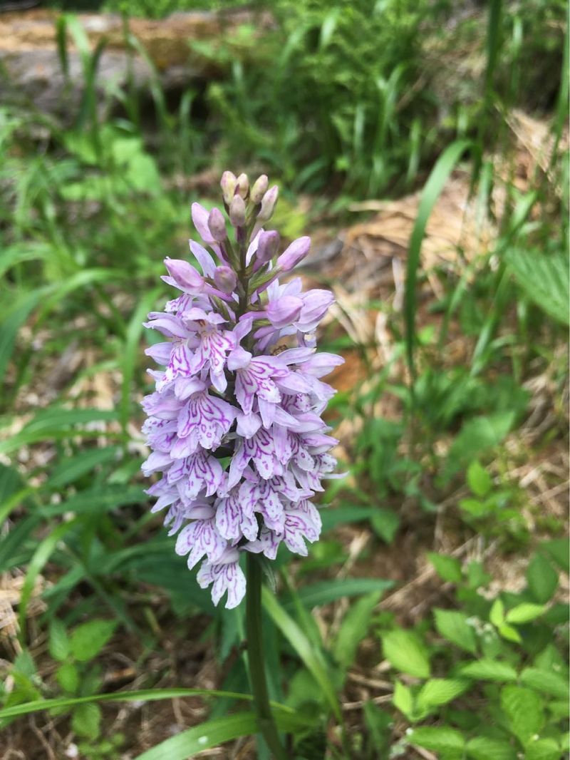 Dactylorhiza fuchsii  - Olivier Boivineau