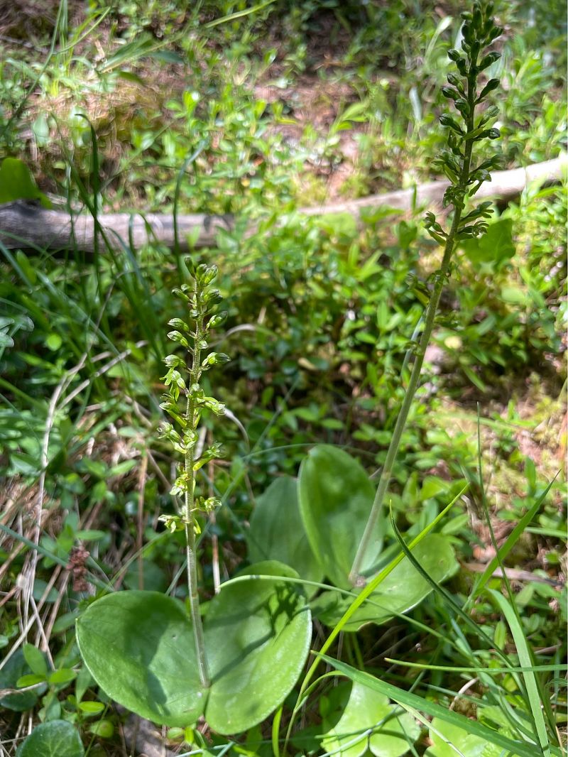 Neottia ovata  - Arthur Léonard