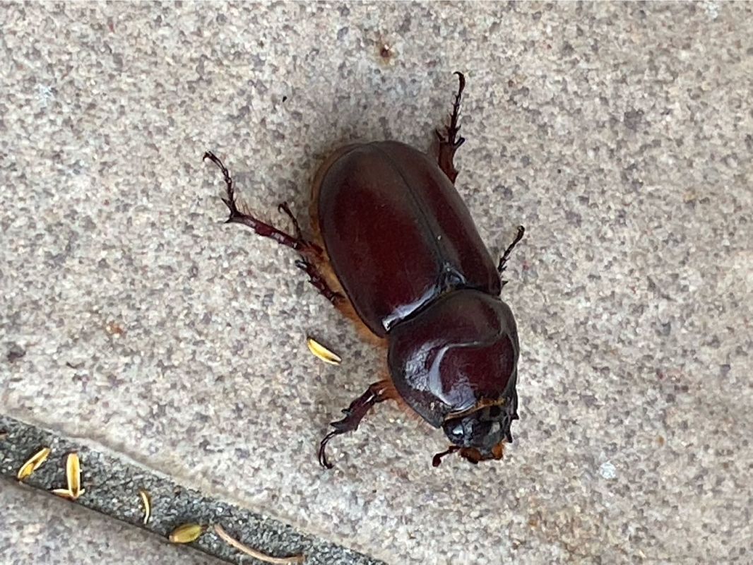 Oryctes nasicornis  - Maria Rita Gelso