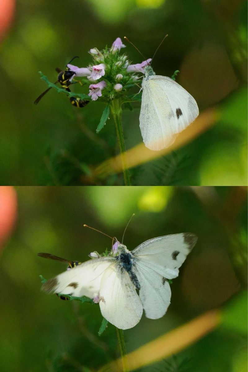 Southern Small White  - Rosa Matesanz