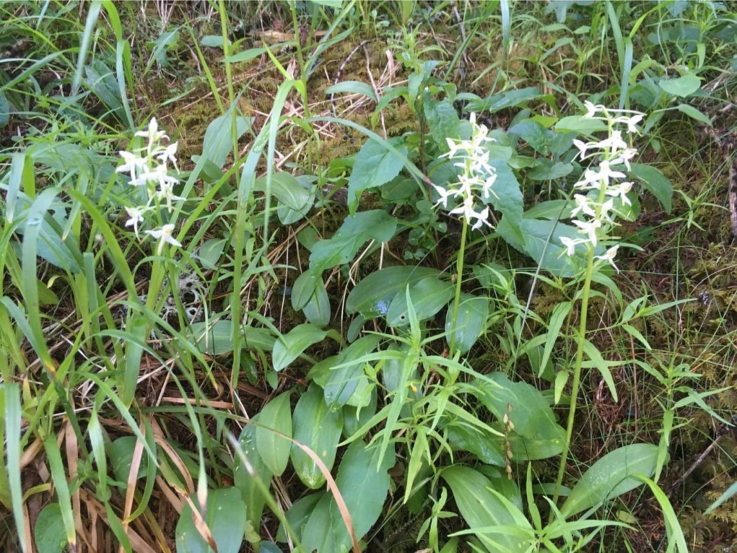 Platanthera bifolia  - Olivier Boivineau