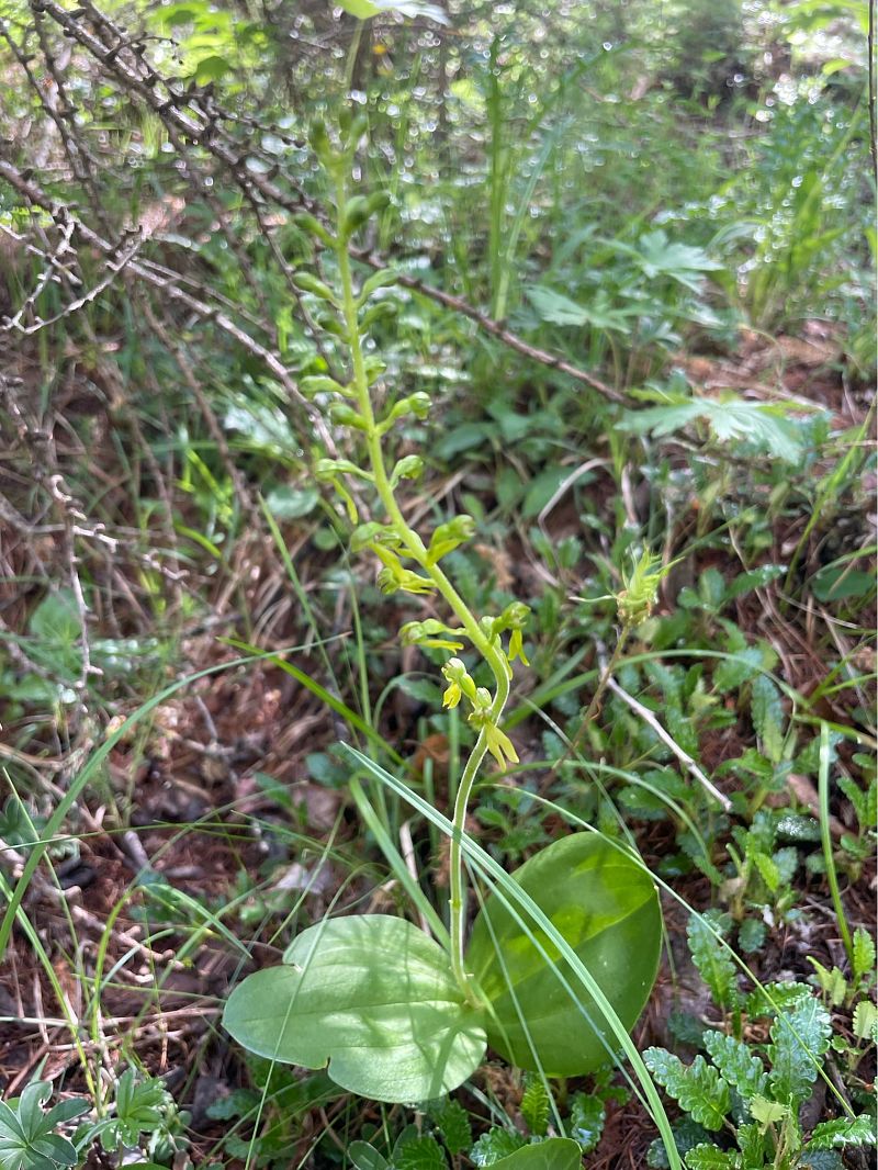 Neottia ovata  - Arthur Léonard