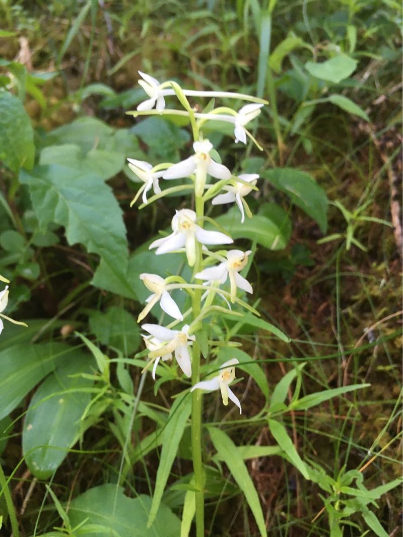 Platanthera bifolia  - Olivier Boivineau