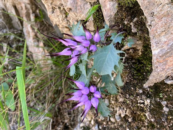 Physoplexis comosa  - Ivano Candon