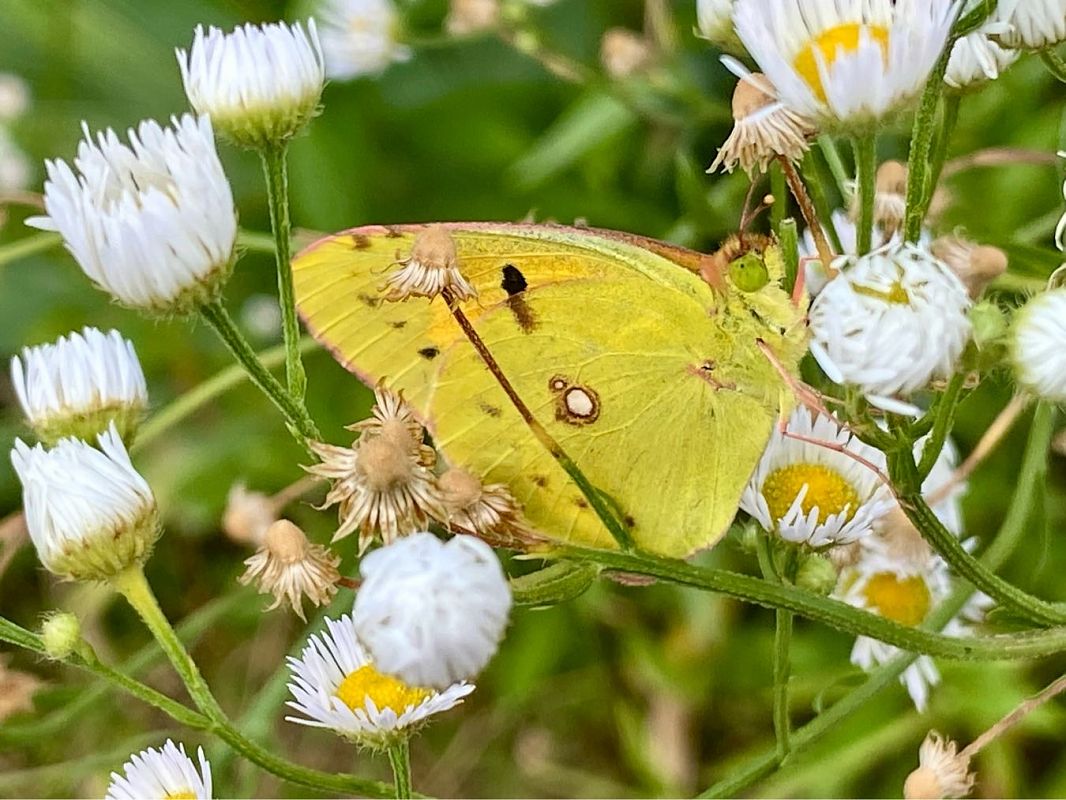 Colias crocea  - Maria Rita Gelso